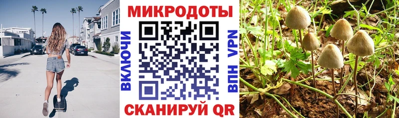 Купить  Гатчина  Галлюциногенные грибы Psilocybine cubensis 
